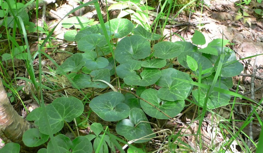 Копытень Европейский