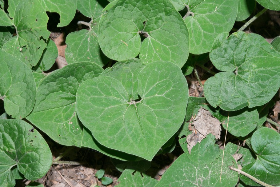 Копытень канадский asarum canadense