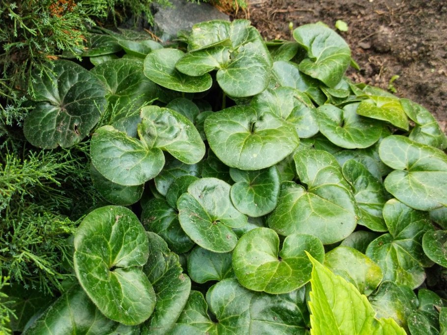 Копытень европейский asarum europaeum