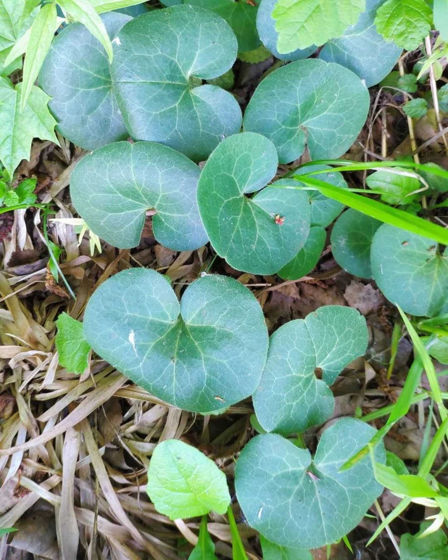Asarum europaeum l. копытень Европейский