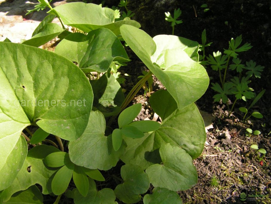 Копытень обыкновенный