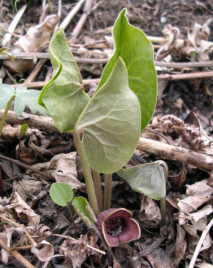 Копытень обыкновенный