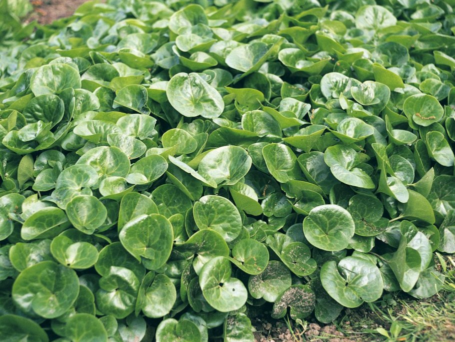 Азарум (копытень)