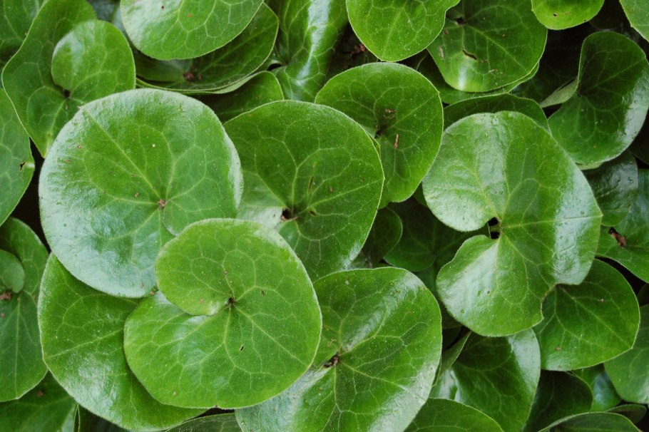 Копытень Европейский