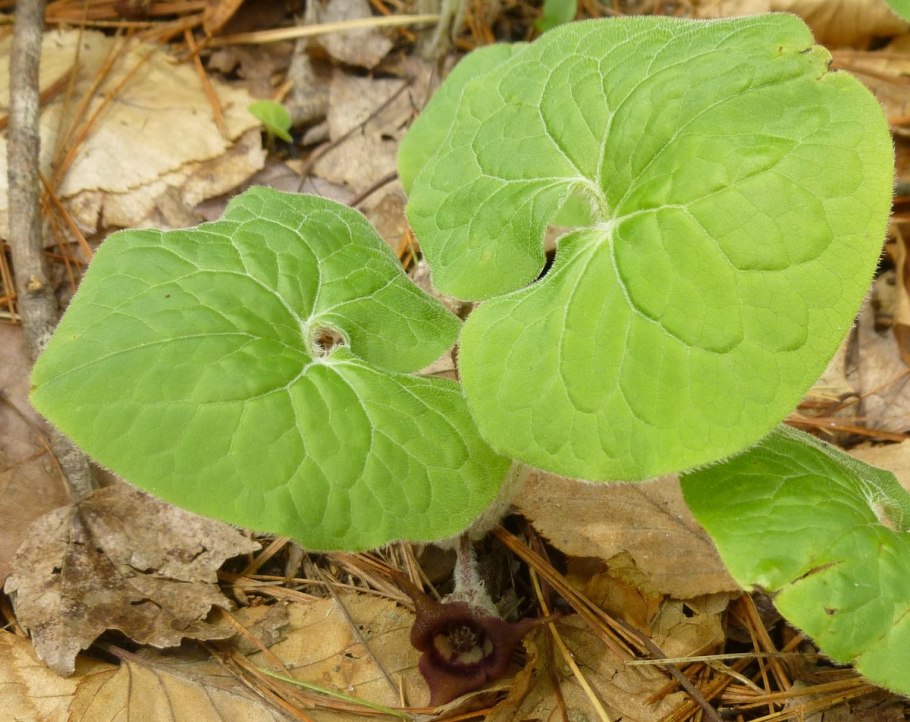 Копытень хвостатый