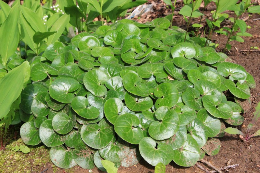 Копытень Зибольда