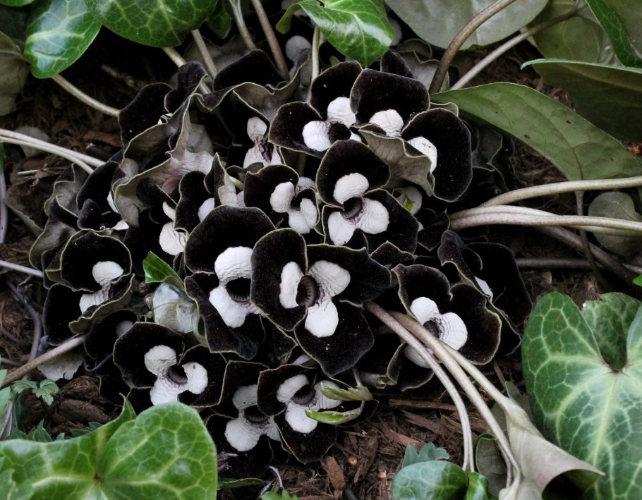 Копытень канадский Asarum canadense