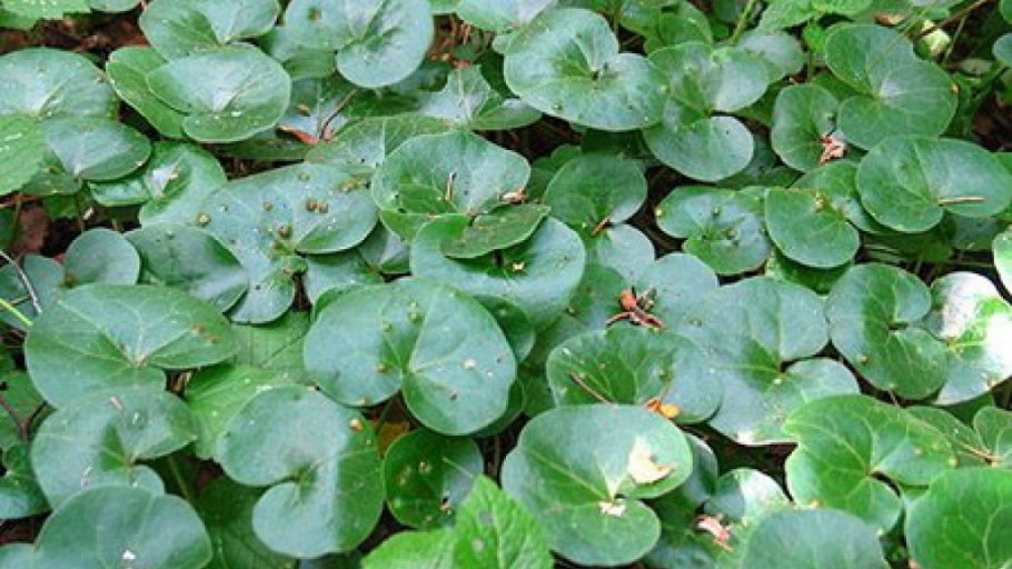 Копытень Европейский цветет