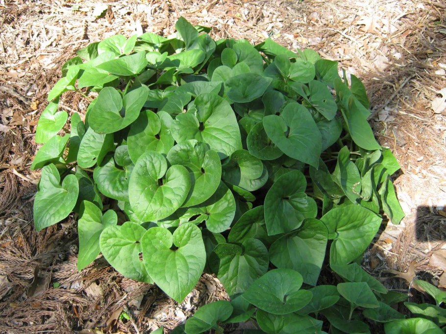 Копытень сорняк