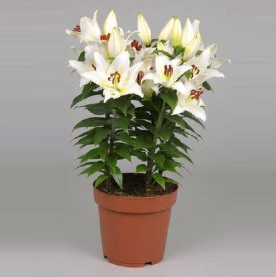 Лилия Апполо