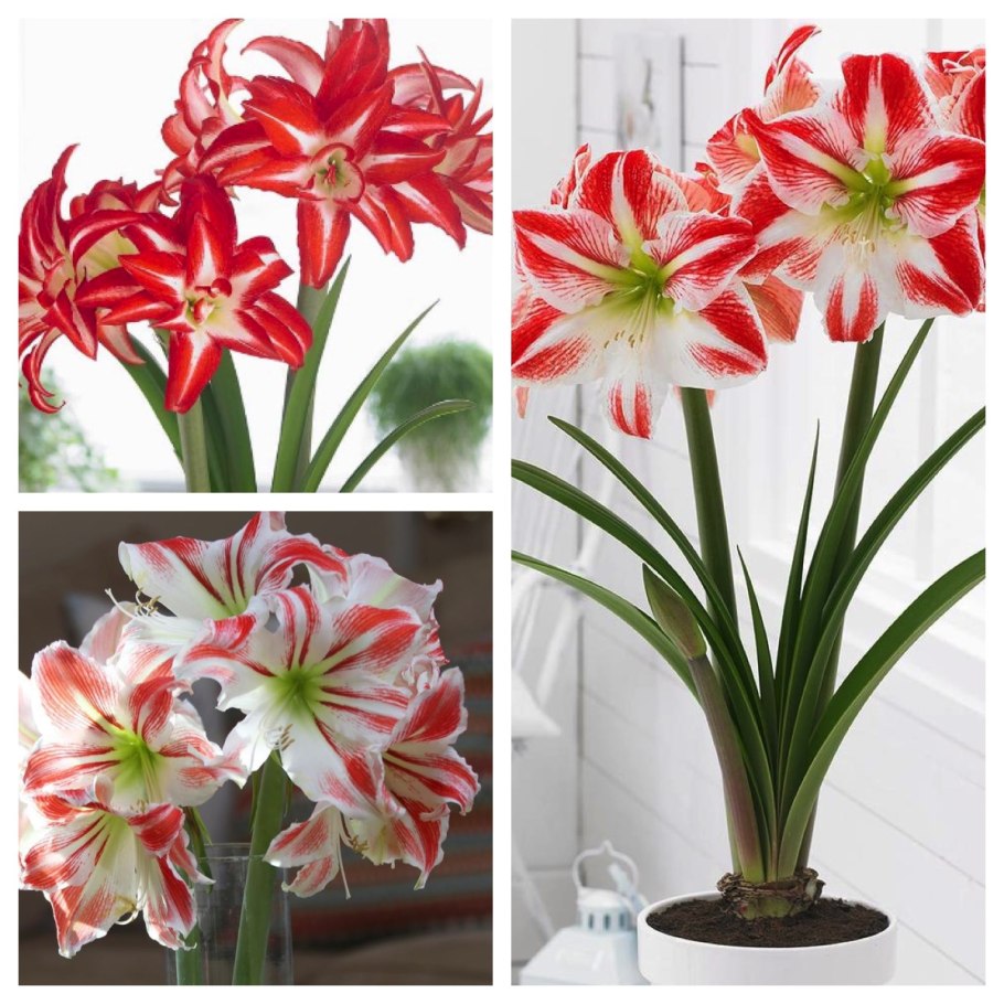 Амариллис Спартакус