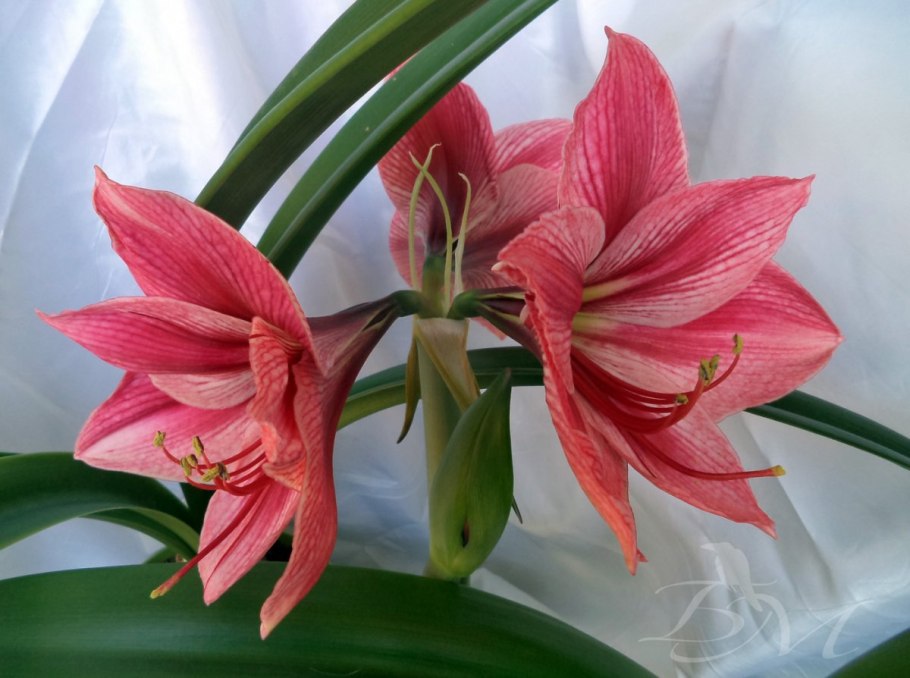 Амариллис Гервазе