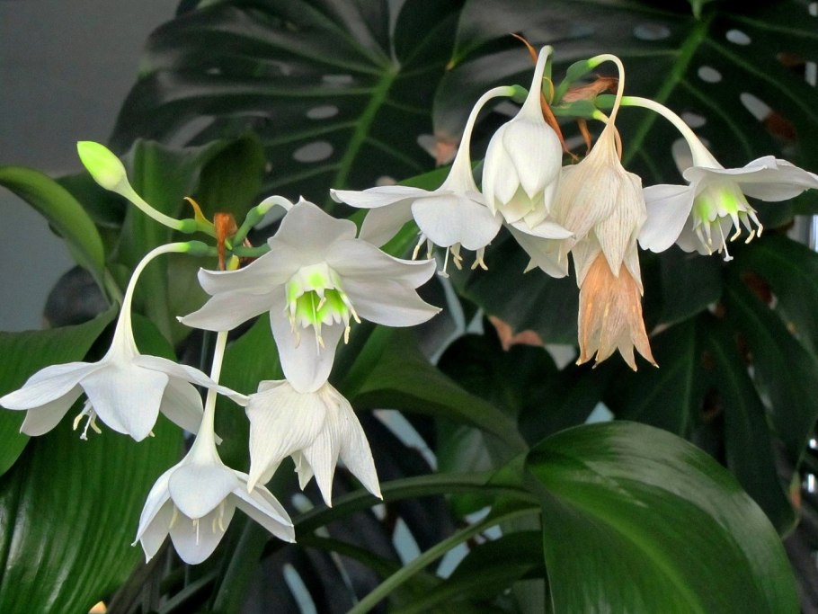 Эухарис амазонский