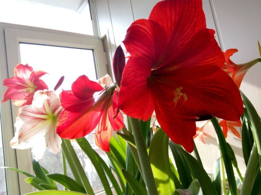 Если опылить белый Амарилис красным