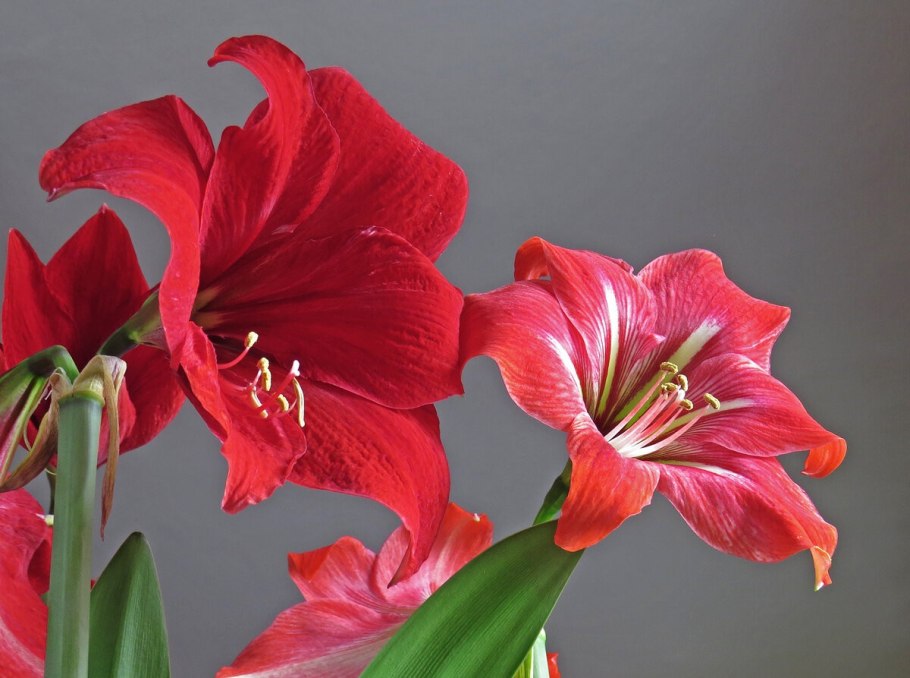 Амариллис белладонна гиппеаструм гибридный