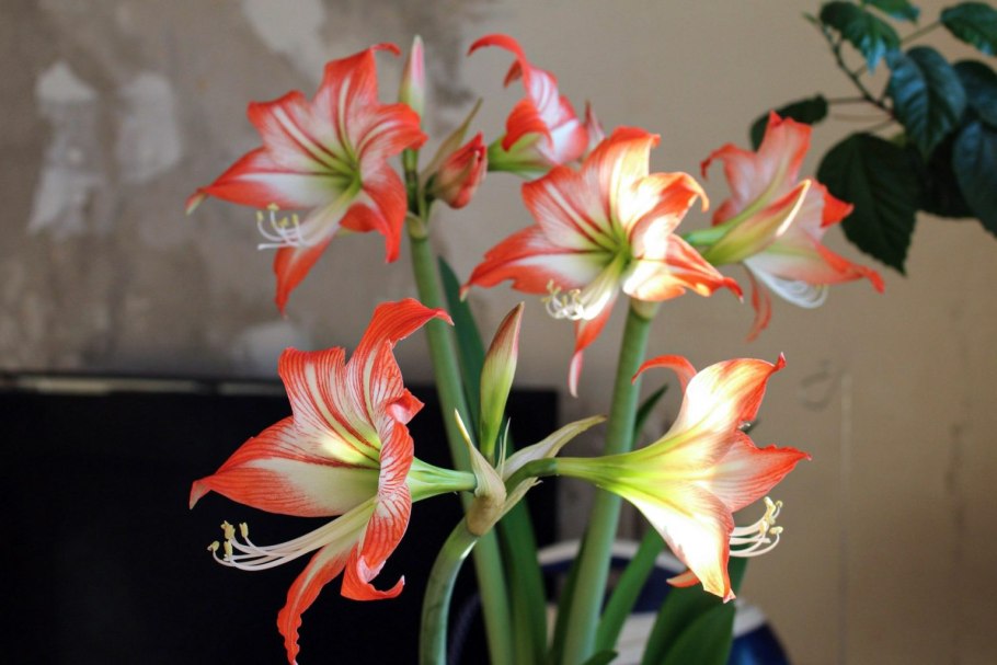 Лилия гиппеаструм