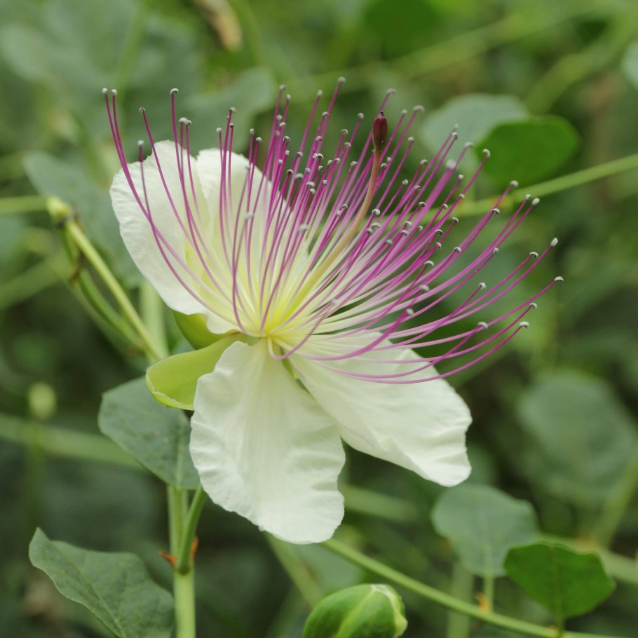 Каперсы колючие (Capparis spinosa)