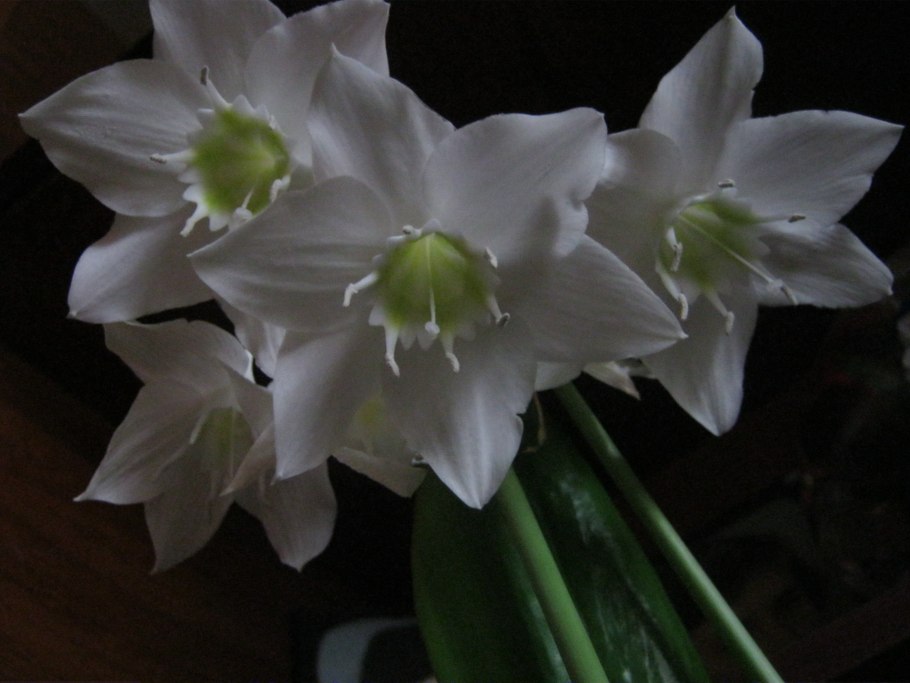 Эухарис Рождественская звезда