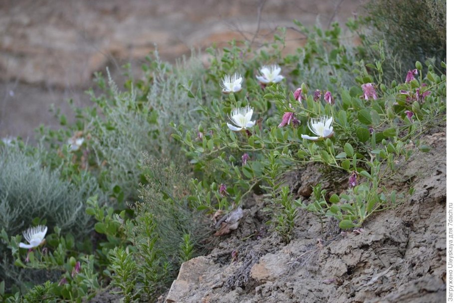 Каперсы колючие в Крыму