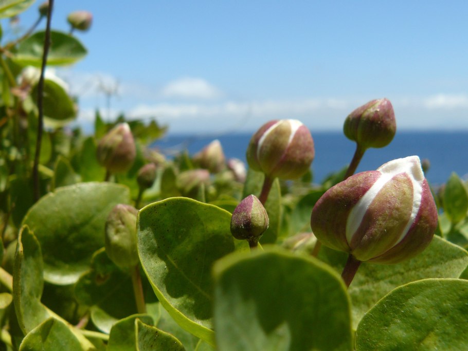 Каперсник растение