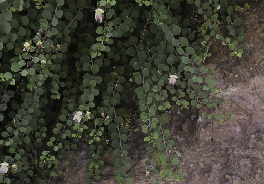 Каперсы в природе