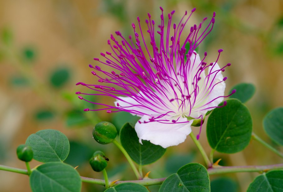 Каперсы Capparis spinosa