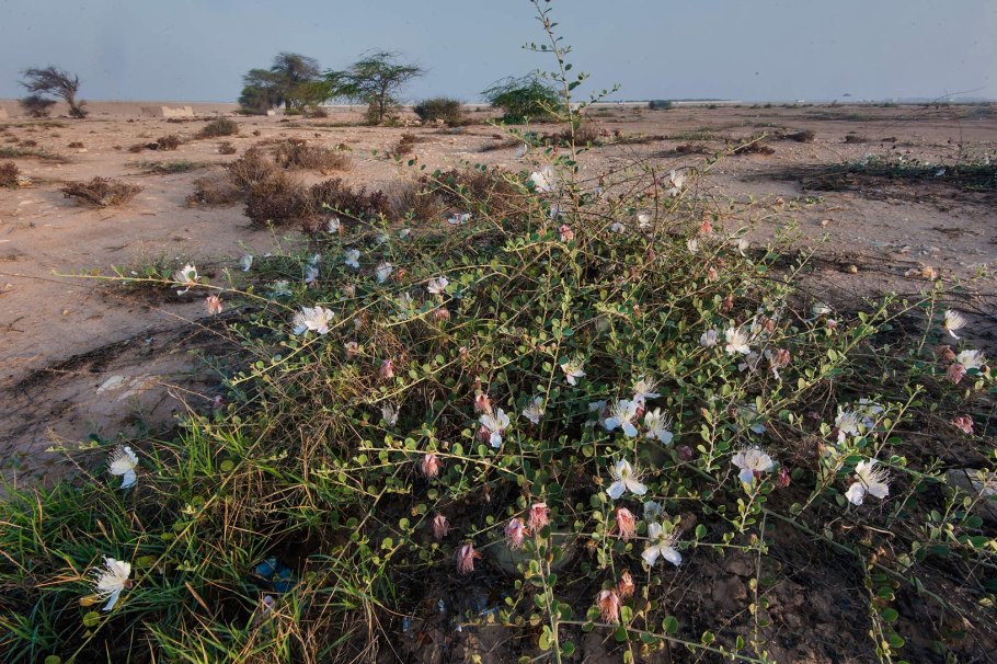 Каперсы кустарник