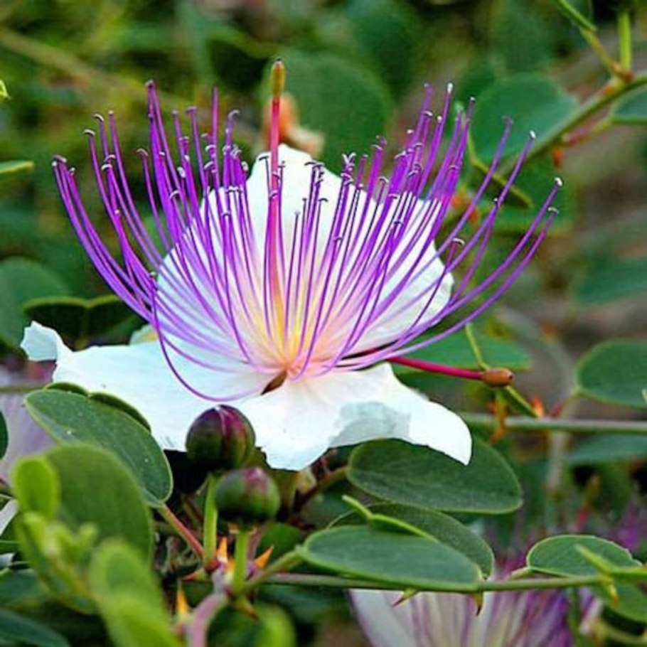 Каперсы Capparis spinosa