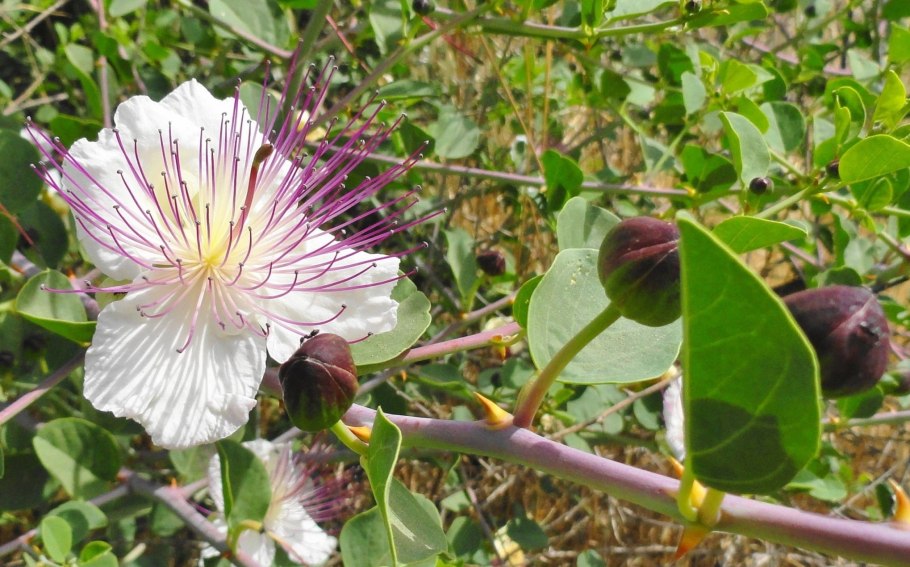 Каперсы кустарник