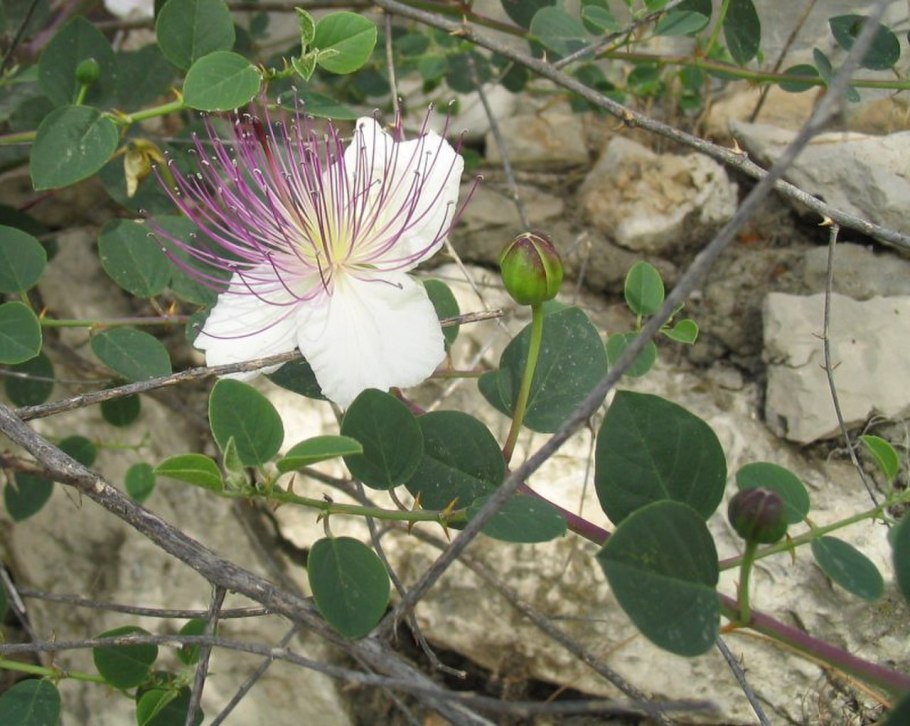 Каперсы колючие (Capparis spinosa)