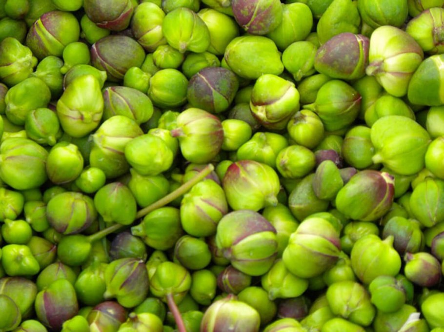 Каперсы растение