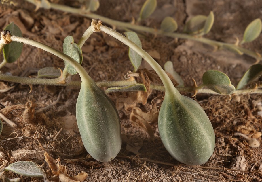 Каппарис Спиноза