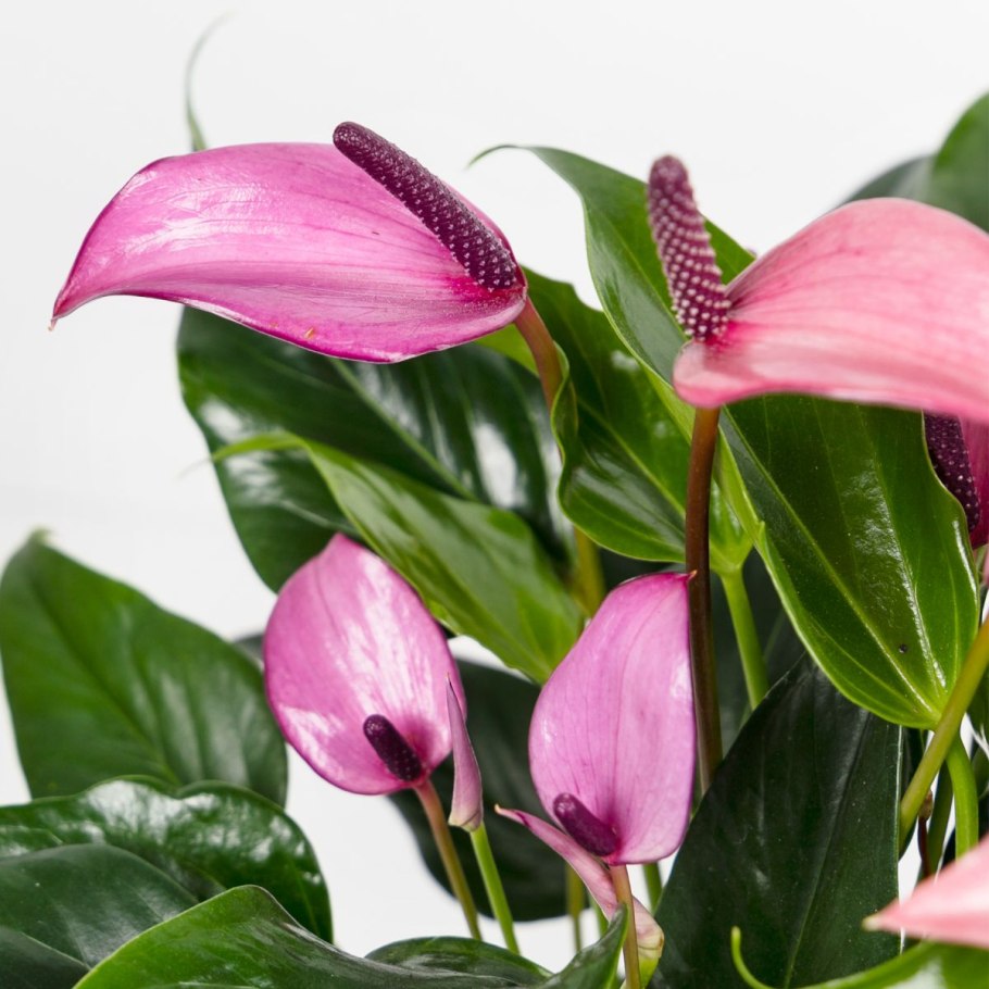 Антуриум Алексия Глориус