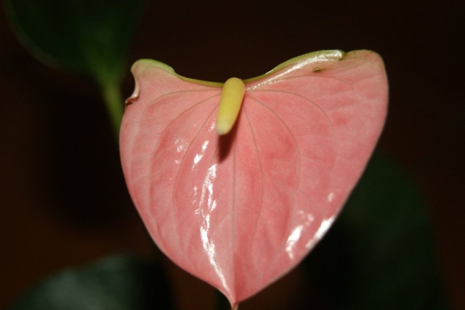 Антуриум принцесса Амалия