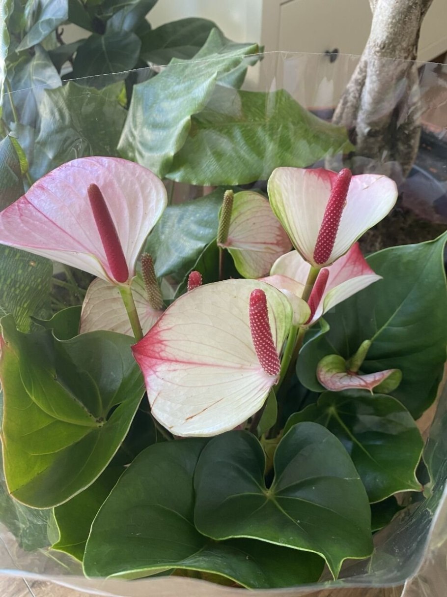 Антуриум Андрианум Амалия Элеганс