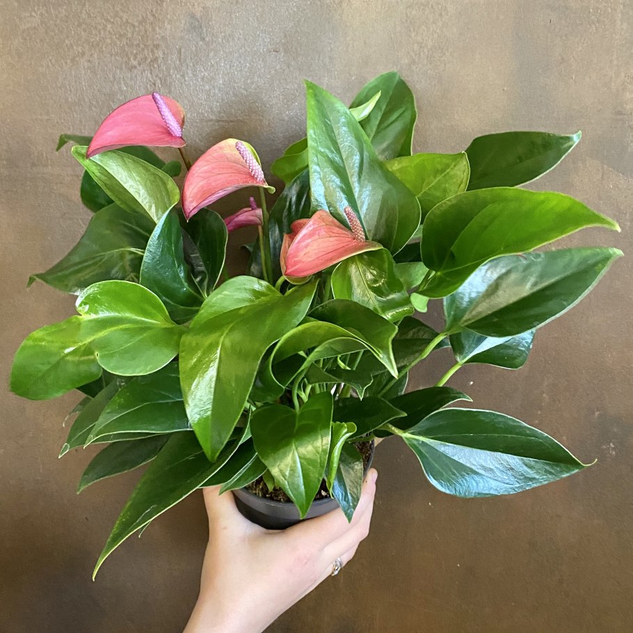 Антуриум Sharade White