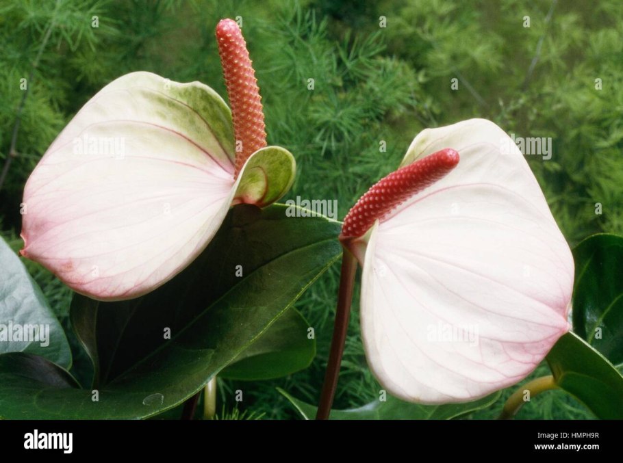 Антуриум Джангл Буш