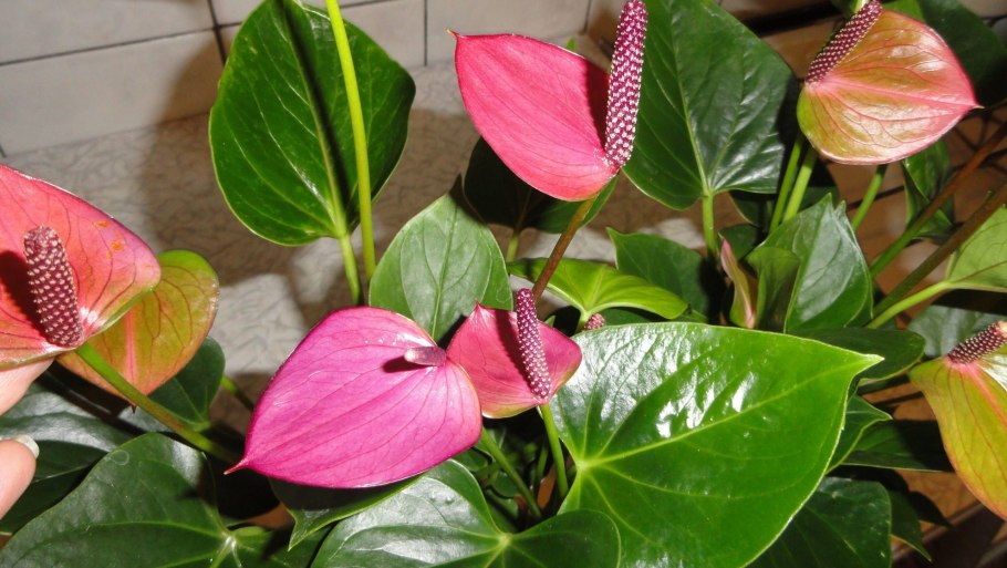 Антуриум Хрустальный