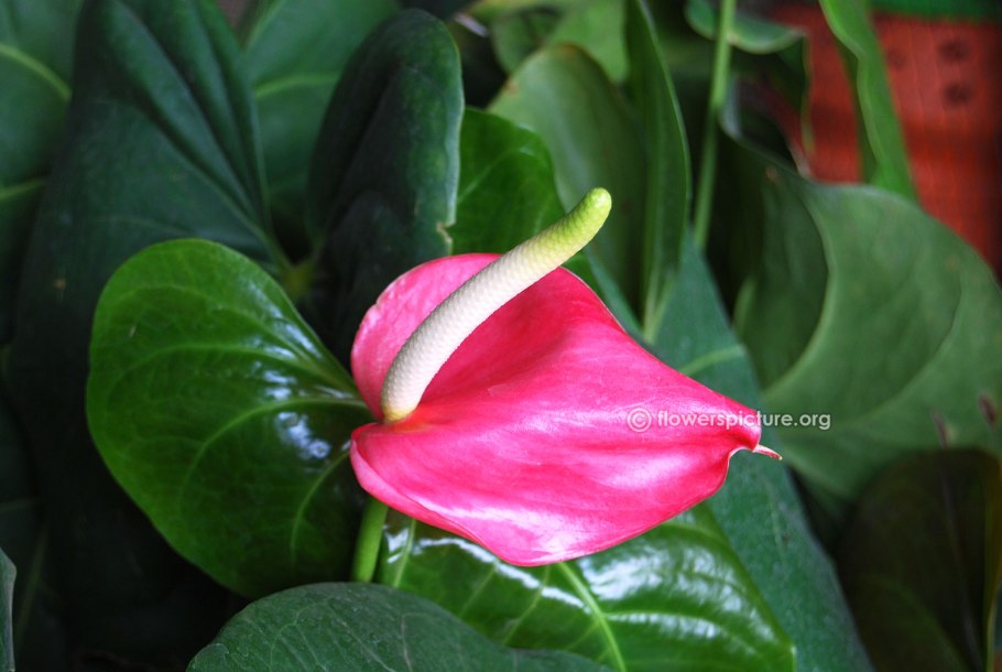 Антуриум Андре Колорадо