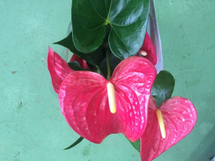 Антуриум Казанова