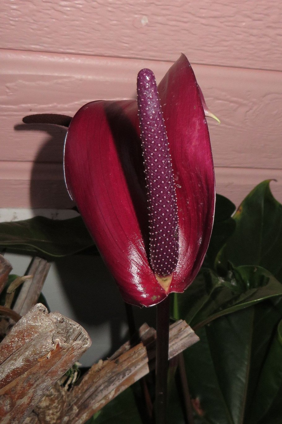 Антуриум Алексия Глориус