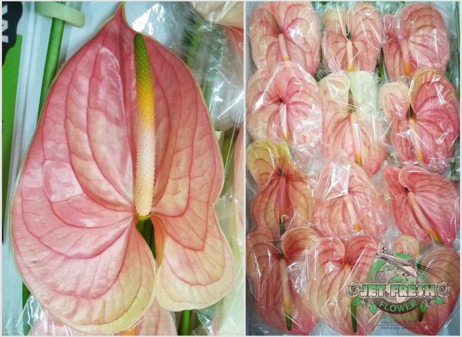 Nn-df383bzpe (инверторная)