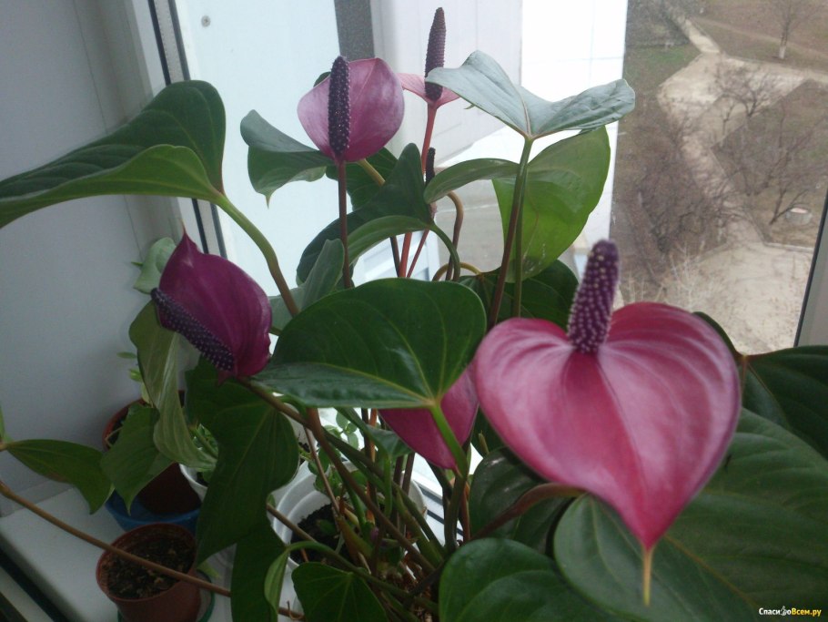 Антуриум пурпур лав