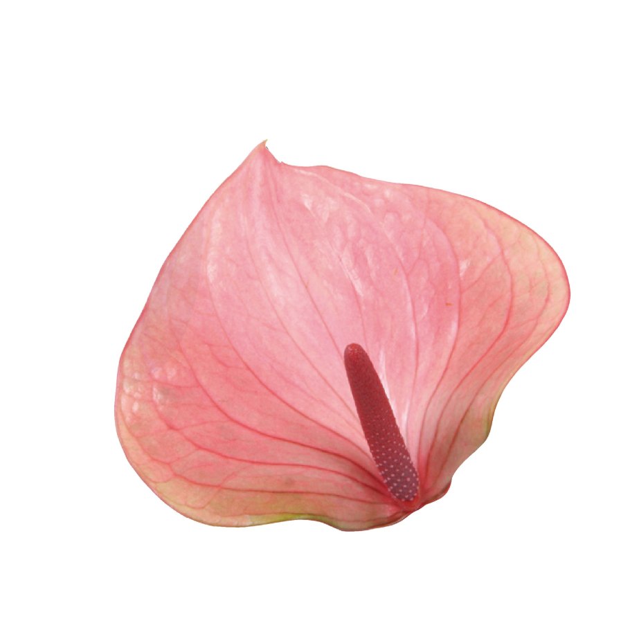 Антуриум сорт Мистик