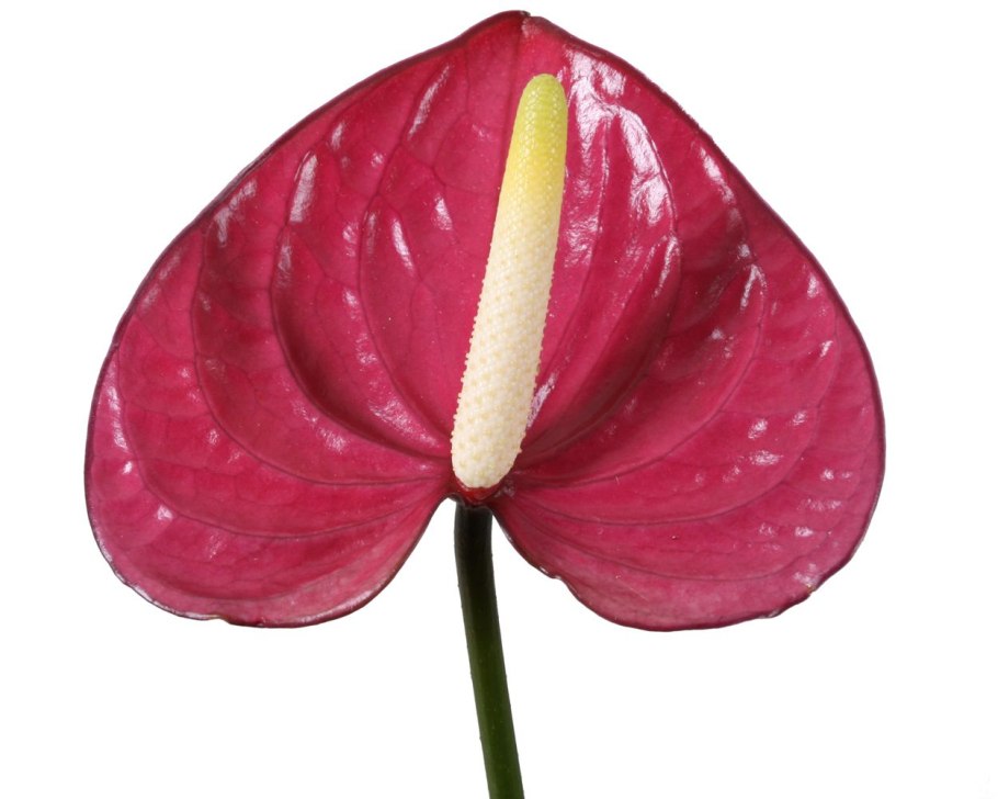 Антуриум Даймонд вишневый