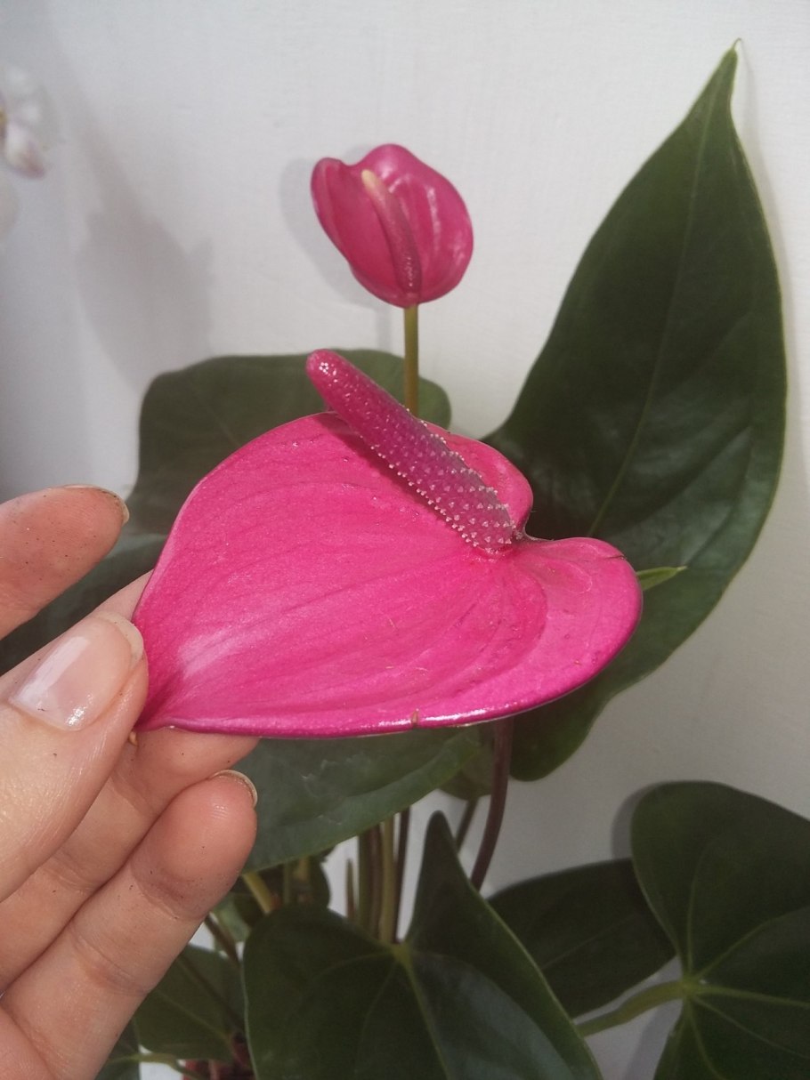 Антуриум Беби пурпур