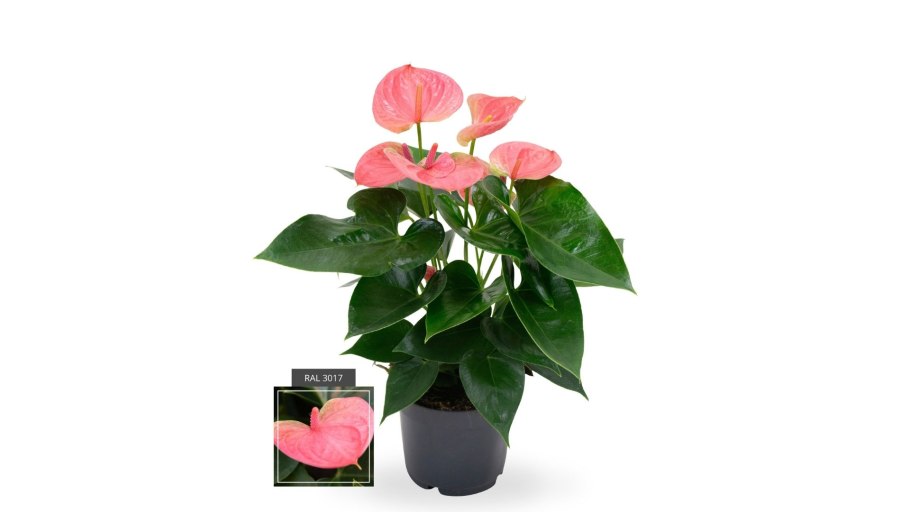 Калла Зантедеския