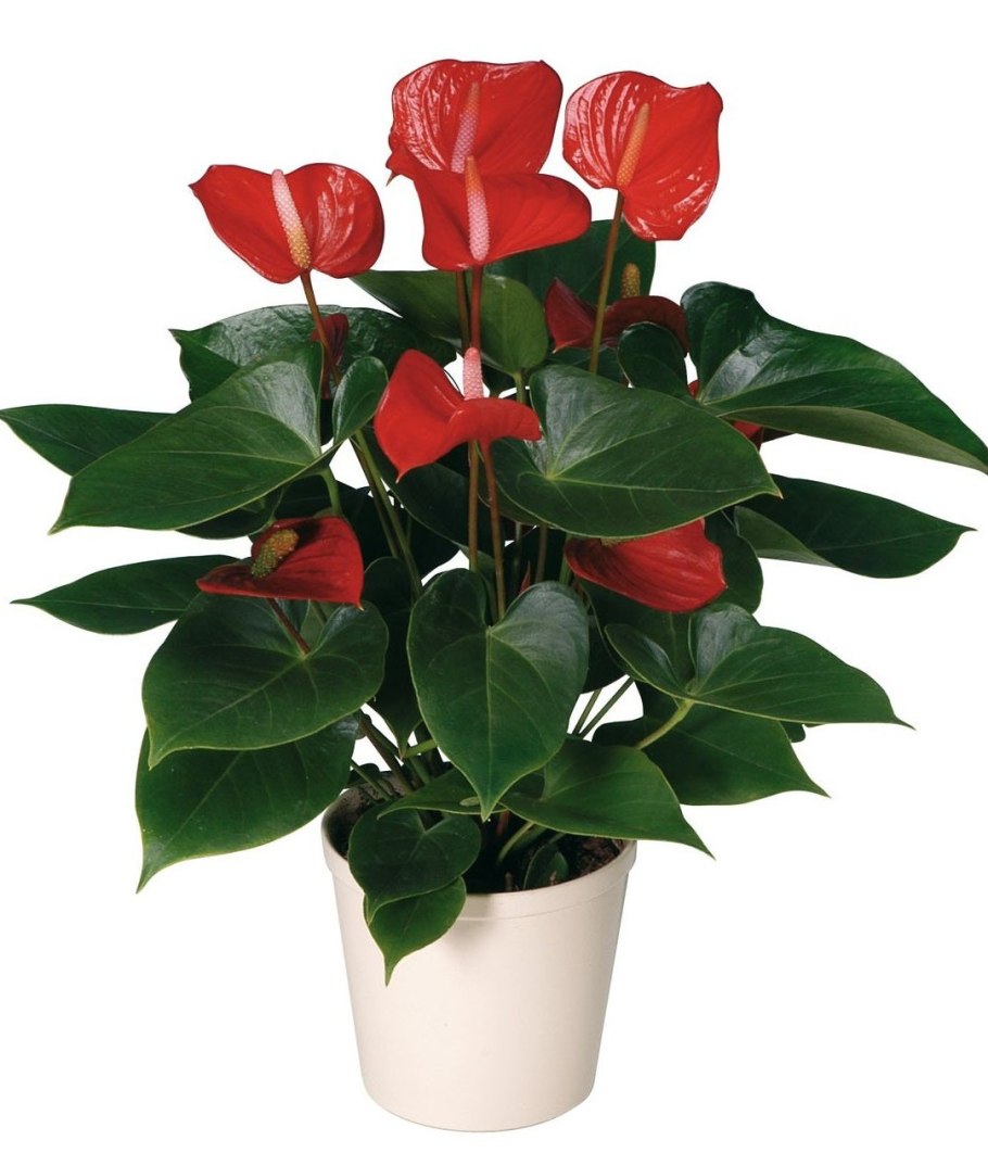 Антуриум Андрианум Сиерра d14