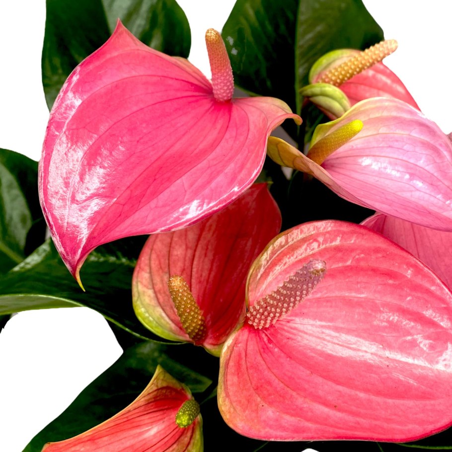 Антуриум Sirih