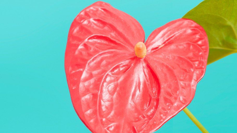 Антуриум Арроу